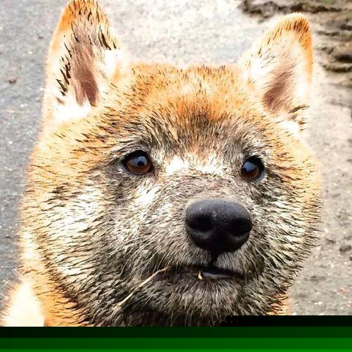 恩波利多点传切打破场面平衡制造进球,恩波利对博洛尼亚比分预测