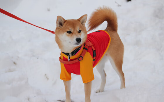 开云体育APP下载-湖滨赛道上，运动员尽展风采，xs贵还是x贵